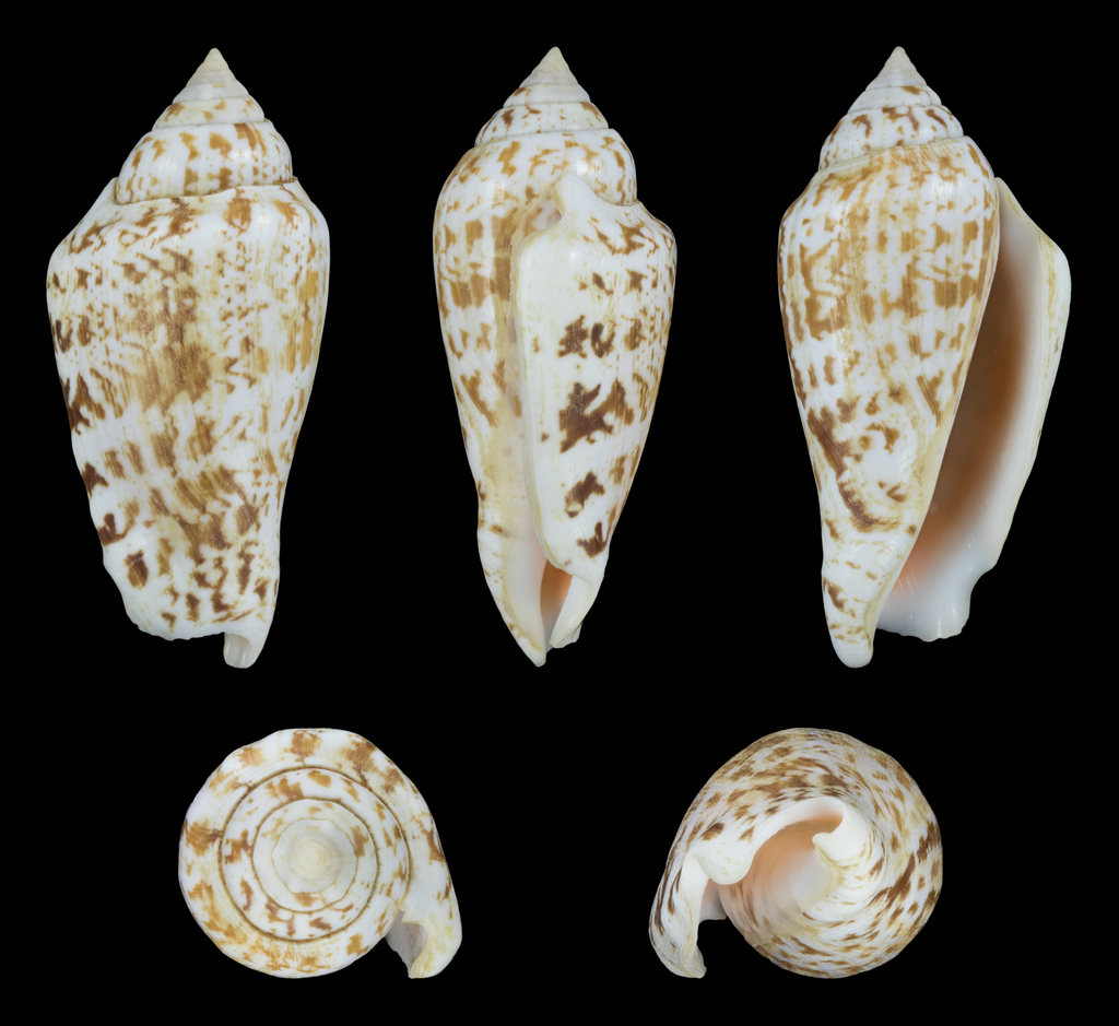 Persian Conch