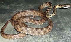 Boiga siamensis
