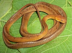 Boiga ochracea