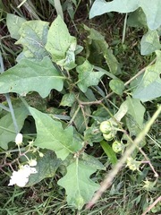 Solanum carolinense