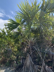 Leucothrinax morrisii