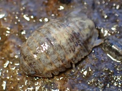 Gnorimosphaeroma