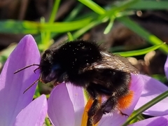 Bombus lapidarius