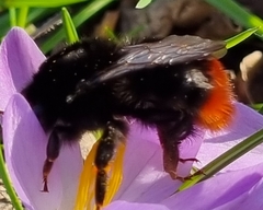 Bombus lapidarius