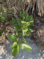 Pithecellobium keyense