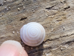 Polygyra