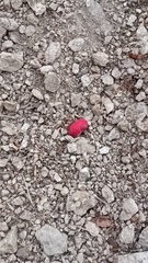 Erythrina flabelliformis