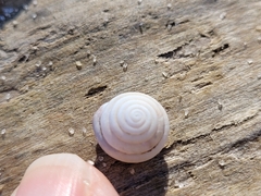 Polygyra