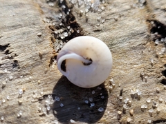Polygyra