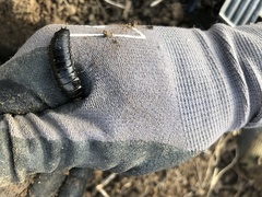 Carabina