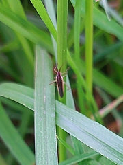 Leptopterna dolabrata