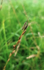 Leptopterna dolabrata