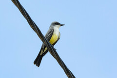 Tyrannus niveigularis