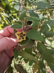 Physalis coztomatl