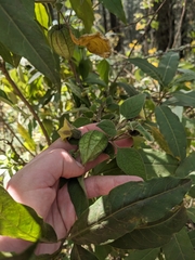 Physalis coztomatl