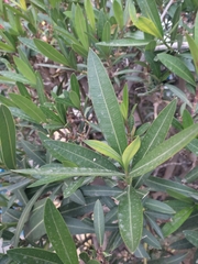 Nerium oleander
