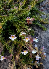 Chaenorhinum origanifolium