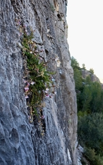 Chaenorhinum origanifolium
