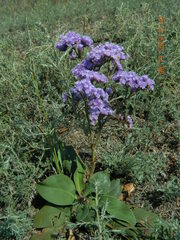 Limonium alutaceum
