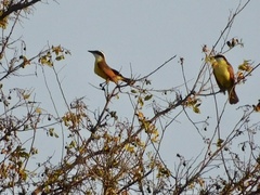 Pitangus sulphuratus