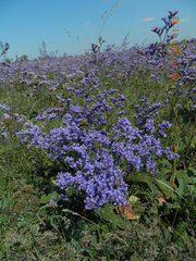 Limonium gmelinii