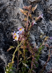 Chaenorhinum origanifolium