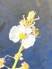 Sagittaria