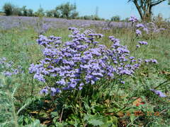 Limonium gmelinii