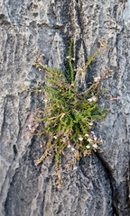 Chaenorhinum origanifolium