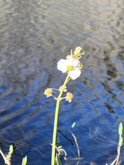 Sagittaria
