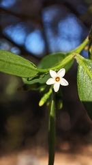 Vallesia glabra