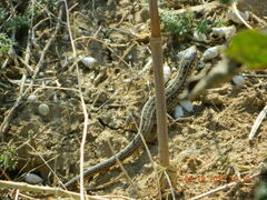 Lacerta agilis exigua