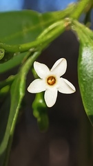 Vallesia glabra