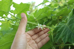 Solanum viarum