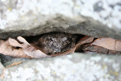 Hyla versicolor