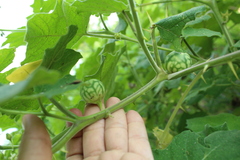 Solanum viarum