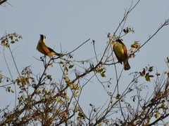 Pitangus sulphuratus