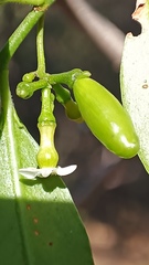 Vallesia glabra