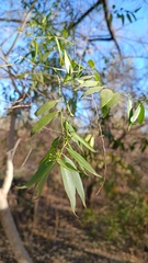 Vallesia glabra