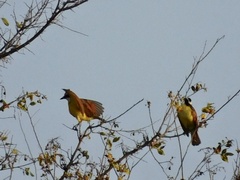 Pitangus sulphuratus