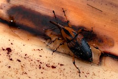 Metamasius sericeus