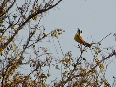 Pitangus sulphuratus