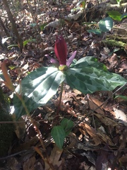 Trillium underwoodii