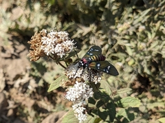 Chrysocale principalis