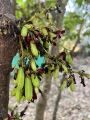 Averrhoa bilimbi