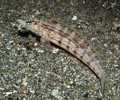 Parapercis lineopunctata