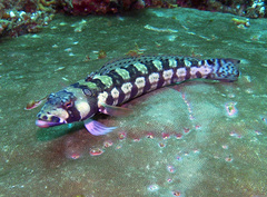 Parapercis tetracantha