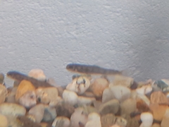 Salmo trutta