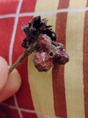 Andricus dentimitratus