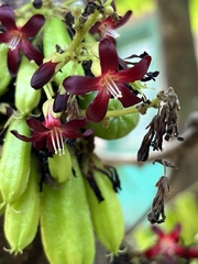 Averrhoa bilimbi
